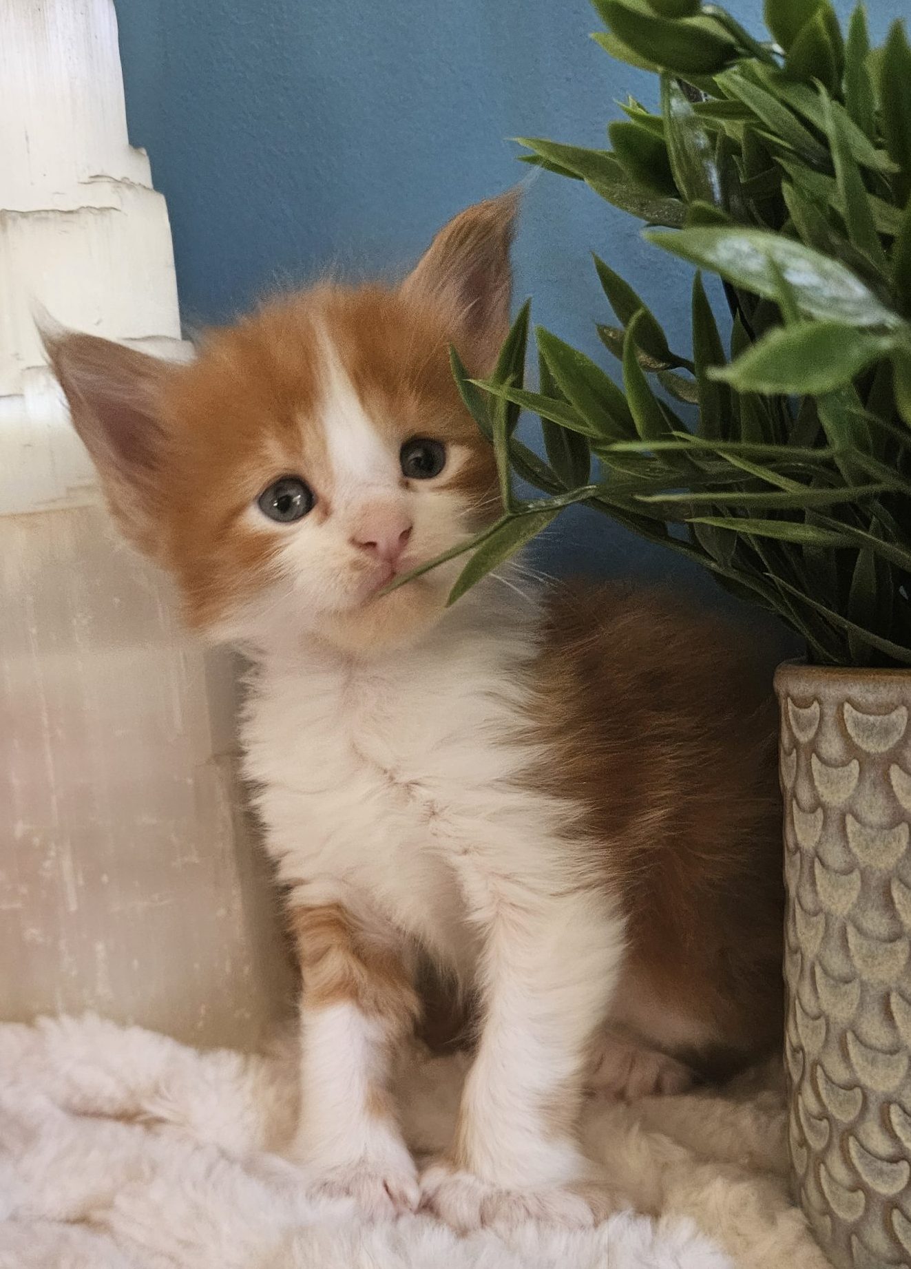 B6 de la Vallée Mystic Maine coon xxl Chatterie de la Vallée Mystic Chatterie de la Vallée Mystic, Quency, Zeus, Mirabelle , Zorya, Rosa blue, Luna, Kétrin , Ostara Facebook @Chatterie de la Vallée Mystic Insta #valléemystic TikTok @chatterie.vallee.mystic #tout le monde #mainecoonvalleemystic #mainecoonlife #mainecoonxxl #mainecooncattery #mainecoonsud #mainecoonfrance #mainecoonvar #mainecooncat #mainecoonbeauty #mainecoonkitten