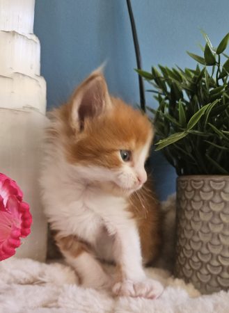 B6 de la Vallée Mystic Maine coon xxl Chatterie de la Vallée Mystic Chatterie de la Vallée Mystic, Quency, Zeus, Mirabelle , Zorya, Rosa blue, Luna, Kétrin , Ostara Facebook @Chatterie de la Vallée Mystic Insta #valléemystic TikTok @chatterie.vallee.mystic #tout le monde #mainecoonvalleemystic #mainecoonlife #mainecoonxxl #mainecooncattery #mainecoonsud #mainecoonfrance #mainecoonvar #mainecooncat #mainecoonbeauty #mainecoonkitten