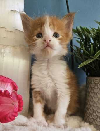 B6 de la Vallée Mystic Maine coon xxl Chatterie de la Vallée Mystic Chatterie de la Vallée Mystic, Quency, Zeus, Mirabelle , Zorya, Rosa blue, Luna, Kétrin , Ostara Facebook @Chatterie de la Vallée Mystic Insta #valléemystic TikTok @chatterie.vallee.mystic #tout le monde #mainecoonvalleemystic #mainecoonlife #mainecoonxxl #mainecooncattery #mainecoonsud #mainecoonfrance #mainecoonvar #mainecooncat #mainecoonbeauty #mainecoonkitten