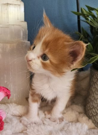 B6 de la Vallée Mystic Maine coon xxl Chatterie de la Vallée Mystic Chatterie de la Vallée Mystic, Quency, Zeus, Mirabelle , Zorya, Rosa blue, Luna, Kétrin , Ostara Facebook @Chatterie de la Vallée Mystic Insta #valléemystic TikTok @chatterie.vallee.mystic #tout le monde #mainecoonvalleemystic #mainecoonlife #mainecoonxxl #mainecooncattery #mainecoonsud #mainecoonfrance #mainecoonvar #mainecooncat #mainecoonbeauty #mainecoonkitten