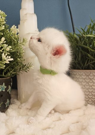 B9 de la Vallée Mystic Maine coon xxl Chatterie de la Vallée Mystic Chatterie de la Vallée Mystic, Quency, Zeus, Mirabelle , Zorya, Rosa blue, Luna, Kétrin , Ostara Facebook @Chatterie de la Vallée Mystic Insta #valléemystic TikTok @chatterie.vallee.mystic #tout le monde #mainecoonvalleemystic #mainecoonlife #mainecoonxxl #mainecooncattery #mainecoonsud #mainecoonfrance #mainecoonvar #mainecooncat #mainecoonbeauty #mainecoonkitten