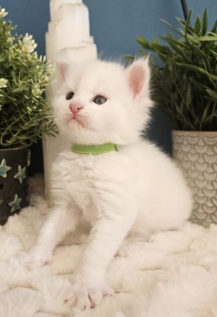 B9 de la Vallée Mystic Maine coon xxl Chatterie de la Vallée Mystic Chatterie de la Vallée Mystic, Quency, Zeus, Mirabelle , Zorya, Rosa blue, Luna, Kétrin , Ostara Facebook @Chatterie de la Vallée Mystic Insta #valléemystic TikTok @chatterie.vallee.mystic #tout le monde #mainecoonvalleemystic #mainecoonlife #mainecoonxxl #mainecooncattery #mainecoonsud #mainecoonfrance #mainecoonvar #mainecooncat #mainecoonbeauty #mainecoonkitten