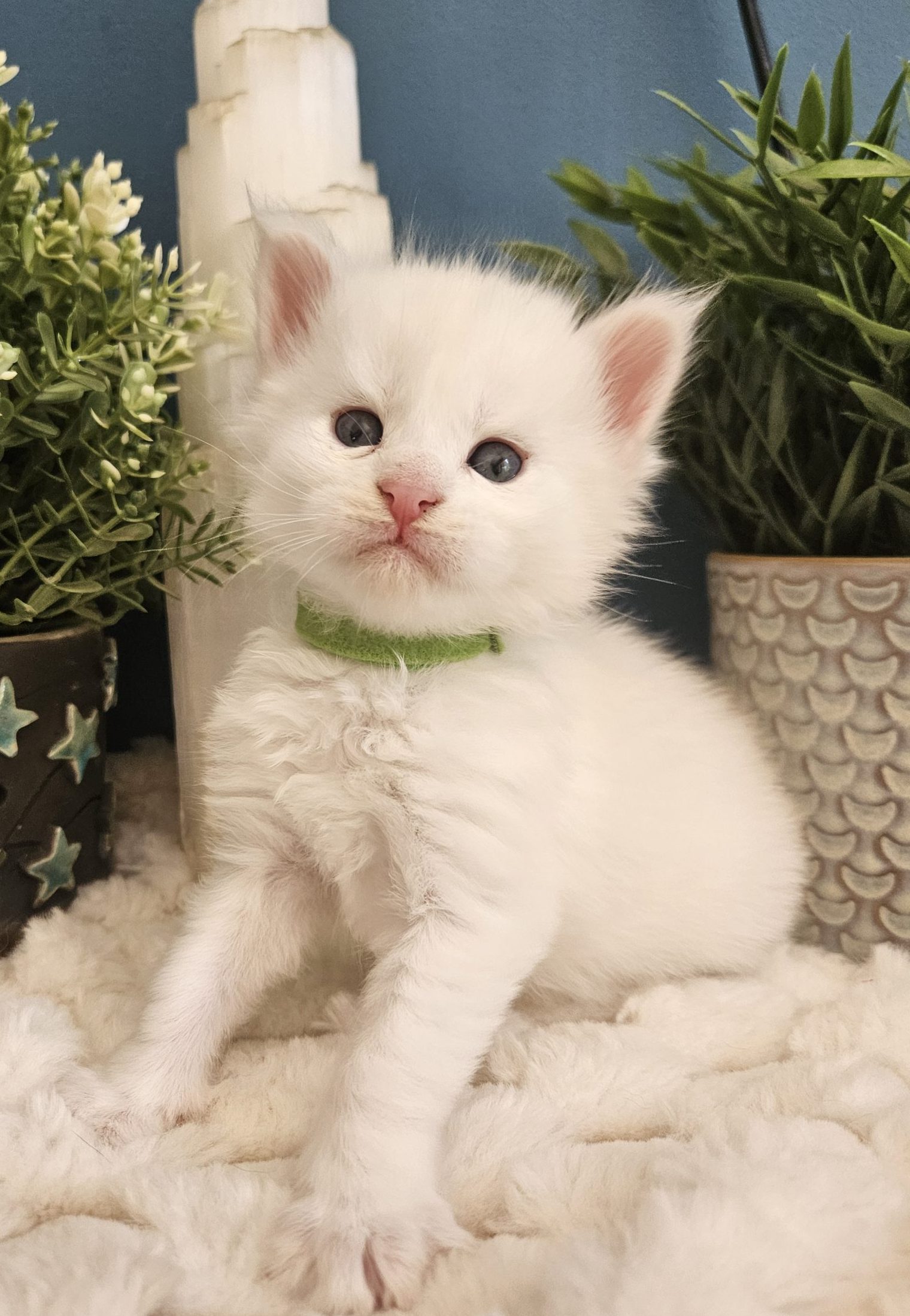 B9 de la Vallée Mystic Maine coon xxl Chatterie de la Vallée Mystic Chatterie de la Vallée Mystic, Quency, Zeus, Mirabelle , Zorya, Rosa blue, Luna, Kétrin , Ostara Facebook @Chatterie de la Vallée Mystic Insta #valléemystic TikTok @chatterie.vallee.mystic #tout le monde #mainecoonvalleemystic #mainecoonlife #mainecoonxxl #mainecooncattery #mainecoonsud #mainecoonfrance #mainecoonvar #mainecooncat #mainecoonbeauty #mainecoonkitten