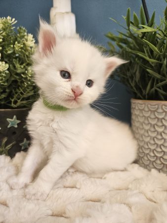 B9 de la Vallée Mystic Maine coon xxl Chatterie de la Vallée Mystic Chatterie de la Vallée Mystic, Quency, Zeus, Mirabelle , Zorya, Rosa blue, Luna, Kétrin , Ostara Facebook @Chatterie de la Vallée Mystic Insta #valléemystic TikTok @chatterie.vallee.mystic #tout le monde #mainecoonvalleemystic #mainecoonlife #mainecoonxxl #mainecooncattery #mainecoonsud #mainecoonfrance #mainecoonvar #mainecooncat #mainecoonbeauty #mainecoonkitten