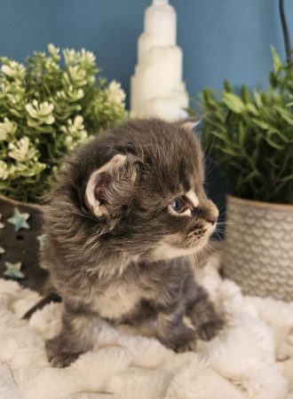 Blum de la Vallée Mystic Maine coon xxl Chatterie de la Vallée Mystic Chatterie de la Vallée Mystic, Quency, Zeus, Mirabelle , Zorya, Rosa blue, Luna, Kétrin , Ostara Facebook @Chatterie de la Vallée Mystic Insta #valléemystic TikTok @chatterie.vallee.mystic #tout le monde #mainecoonvalleemystic #mainecoonlife #mainecoonxxl #mainecooncattery #mainecoonsud #mainecoonfrance #mainecoonvar #mainecooncat #mainecoonbeauty #mainecoonkitten