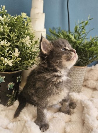 Blum de la Vallée Mystic Maine coon xxl Chatterie de la Vallée Mystic Chatterie de la Vallée Mystic, Quency, Zeus, Mirabelle , Zorya, Rosa blue, Luna, Kétrin , Ostara Facebook @Chatterie de la Vallée Mystic Insta #valléemystic TikTok @chatterie.vallee.mystic #tout le monde #mainecoonvalleemystic #mainecoonlife #mainecoonxxl #mainecooncattery #mainecoonsud #mainecoonfrance #mainecoonvar #mainecooncat #mainecoonbeauty #mainecoonkitten