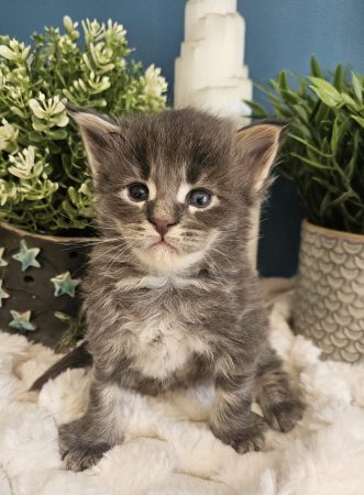 Blum de la Vallée Mystic Maine coon xxl Chatterie de la Vallée Mystic Chatterie de la Vallée Mystic, Quency, Zeus, Mirabelle , Zorya, Rosa blue, Luna, Kétrin , Ostara Facebook @Chatterie de la Vallée Mystic Insta #valléemystic TikTok @chatterie.vallee.mystic #tout le monde #mainecoonvalleemystic #mainecoonlife #mainecoonxxl #mainecooncattery #mainecoonsud #mainecoonfrance #mainecoonvar #mainecooncat #mainecoonbeauty #mainecoonkitten