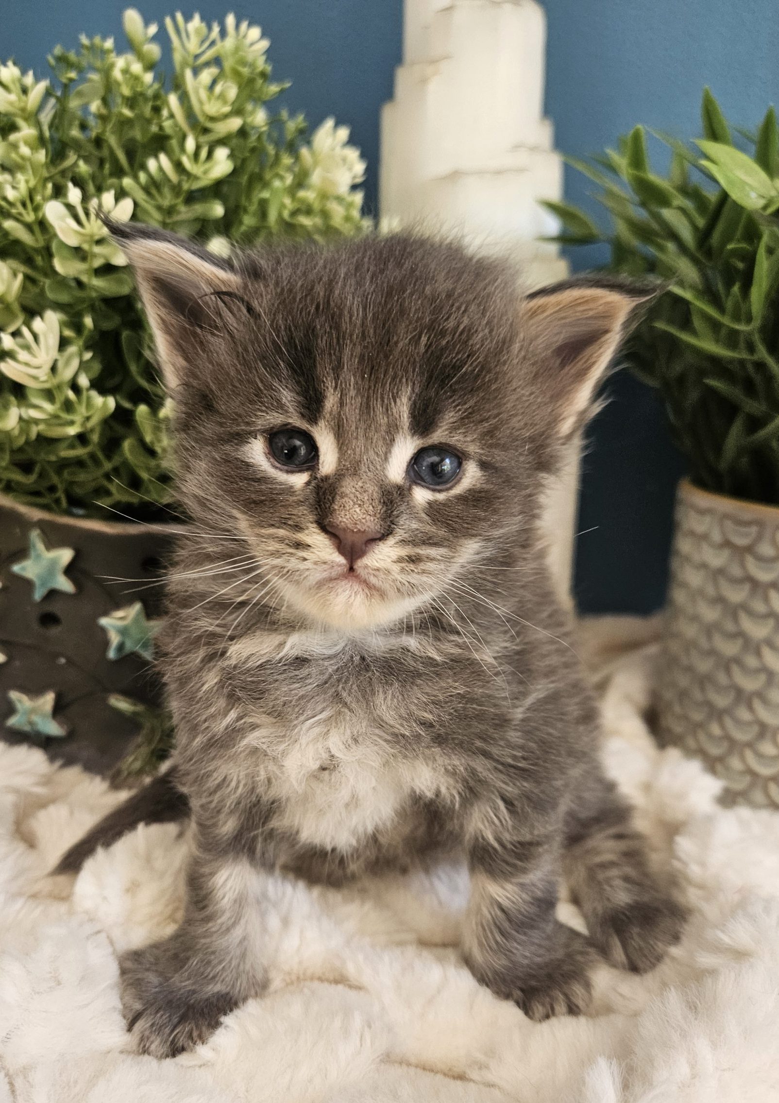 Blum de la Vallée Mystic Maine coon xxl Chatterie de la Vallée Mystic Chatterie de la Vallée Mystic, Quency, Zeus, Mirabelle , Zorya, Rosa blue, Luna, Kétrin , Ostara Facebook @Chatterie de la Vallée Mystic Insta #valléemystic TikTok @chatterie.vallee.mystic #tout le monde #mainecoonvalleemystic #mainecoonlife #mainecoonxxl #mainecooncattery #mainecoonsud #mainecoonfrance #mainecoonvar #mainecooncat #mainecoonbeauty #mainecoonkitten