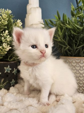 B5 de la Vallée Mystic Maine coon xxl Chatterie de la Vallée Mystic Chatterie de la Vallée Mystic, Quency, Zeus, Mirabelle , Zorya, Rosa blue, Luna, Kétrin , Ostara Facebook @Chatterie de la Vallée Mystic Insta #valléemystic TikTok @chatterie.vallee.mystic #tout le monde #mainecoonvalleemystic #mainecoonlife #mainecoonxxl #mainecooncattery #mainecoonsud #mainecoonfrance #mainecoonvar #mainecooncat #mainecoonbeauty #mainecoonkitten