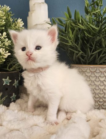 B5 de la Vallée Mystic Maine coon xxl Chatterie de la Vallée Mystic Chatterie de la Vallée Mystic, Quency, Zeus, Mirabelle , Zorya, Rosa blue, Luna, Kétrin , Ostara Facebook @Chatterie de la Vallée Mystic Insta #valléemystic TikTok @chatterie.vallee.mystic #tout le monde #mainecoonvalleemystic #mainecoonlife #mainecoonxxl #mainecooncattery #mainecoonsud #mainecoonfrance #mainecoonvar #mainecooncat #mainecoonbeauty #mainecoonkitten