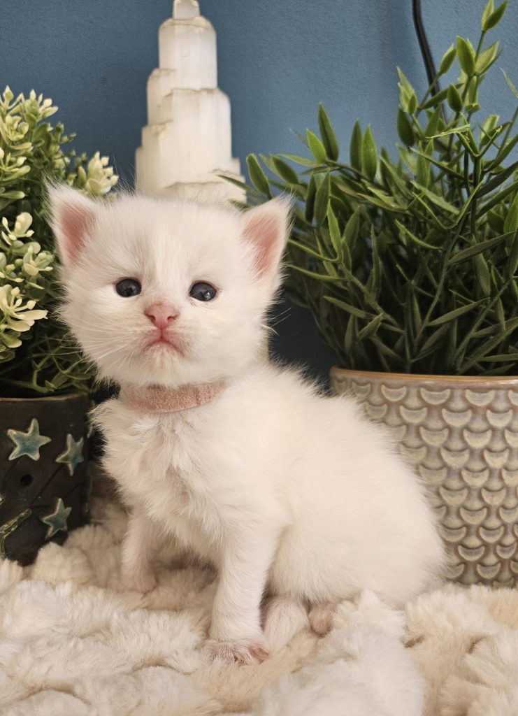 B5 de la Vallée Mystic Maine coon xxl Chatterie de la Vallée Mystic Chatterie de la Vallée Mystic, Quency, Zeus, Mirabelle , Zorya, Rosa blue, Luna, Kétrin , Ostara Facebook @Chatterie de la Vallée Mystic Insta #valléemystic TikTok @chatterie.vallee.mystic #tout le monde #mainecoonvalleemystic #mainecoonlife #mainecoonxxl #mainecooncattery #mainecoonsud #mainecoonfrance #mainecoonvar #mainecooncat #mainecoonbeauty #mainecoonkitten