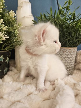 B5 de la Vallée Mystic Maine coon xxl Chatterie de la Vallée Mystic Chatterie de la Vallée Mystic, Quency, Zeus, Mirabelle , Zorya, Rosa blue, Luna, Kétrin , Ostara Facebook @Chatterie de la Vallée Mystic Insta #valléemystic TikTok @chatterie.vallee.mystic #tout le monde #mainecoonvalleemystic #mainecoonlife #mainecoonxxl #mainecooncattery #mainecoonsud #mainecoonfrance #mainecoonvar #mainecooncat #mainecoonbeauty #mainecoonkitten