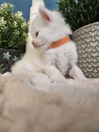 B1 de la Vallée Mystic Maine coon xxl Chatterie de la Vallée Mystic Chatterie de la Vallée Mystic, Quency, Zeus, Mirabelle , Zorya, Rosa blue, Luna, Kétrin , Ostara Facebook @Chatterie de la Vallée Mystic Insta #valléemystic TikTok @chatterie.vallee.mystic #tout le monde #mainecoonvalleemystic #mainecoonlife #mainecoonxxl #mainecooncattery #mainecoonsud #mainecoonfrance #mainecoonvar #mainecooncat #mainecoonbeauty #mainecoonkitten