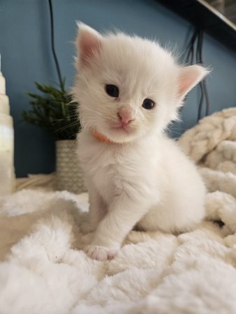 B1 de la Vallée Mystic Maine coon xxl Chatterie de la Vallée Mystic Chatterie de la Vallée Mystic, Quency, Zeus, Mirabelle , Zorya, Rosa blue, Luna, Kétrin , Ostara Facebook @Chatterie de la Vallée Mystic Insta #valléemystic TikTok @chatterie.vallee.mystic #tout le monde #mainecoonvalleemystic #mainecoonlife #mainecoonxxl #mainecooncattery #mainecoonsud #mainecoonfrance #mainecoonvar #mainecooncat #mainecoonbeauty #mainecoonkitten