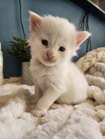 B1 de la Vallée Mystic Maine coon xxl Chatterie de la Vallée Mystic Chatterie de la Vallée Mystic, Quency, Zeus, Mirabelle , Zorya, Rosa blue, Luna, Kétrin , Ostara Facebook @Chatterie de la Vallée Mystic Insta #valléemystic TikTok @chatterie.vallee.mystic #tout le monde #mainecoonvalleemystic #mainecoonlife #mainecoonxxl #mainecooncattery #mainecoonsud #mainecoonfrance #mainecoonvar #mainecooncat #mainecoonbeauty #mainecoonkitten