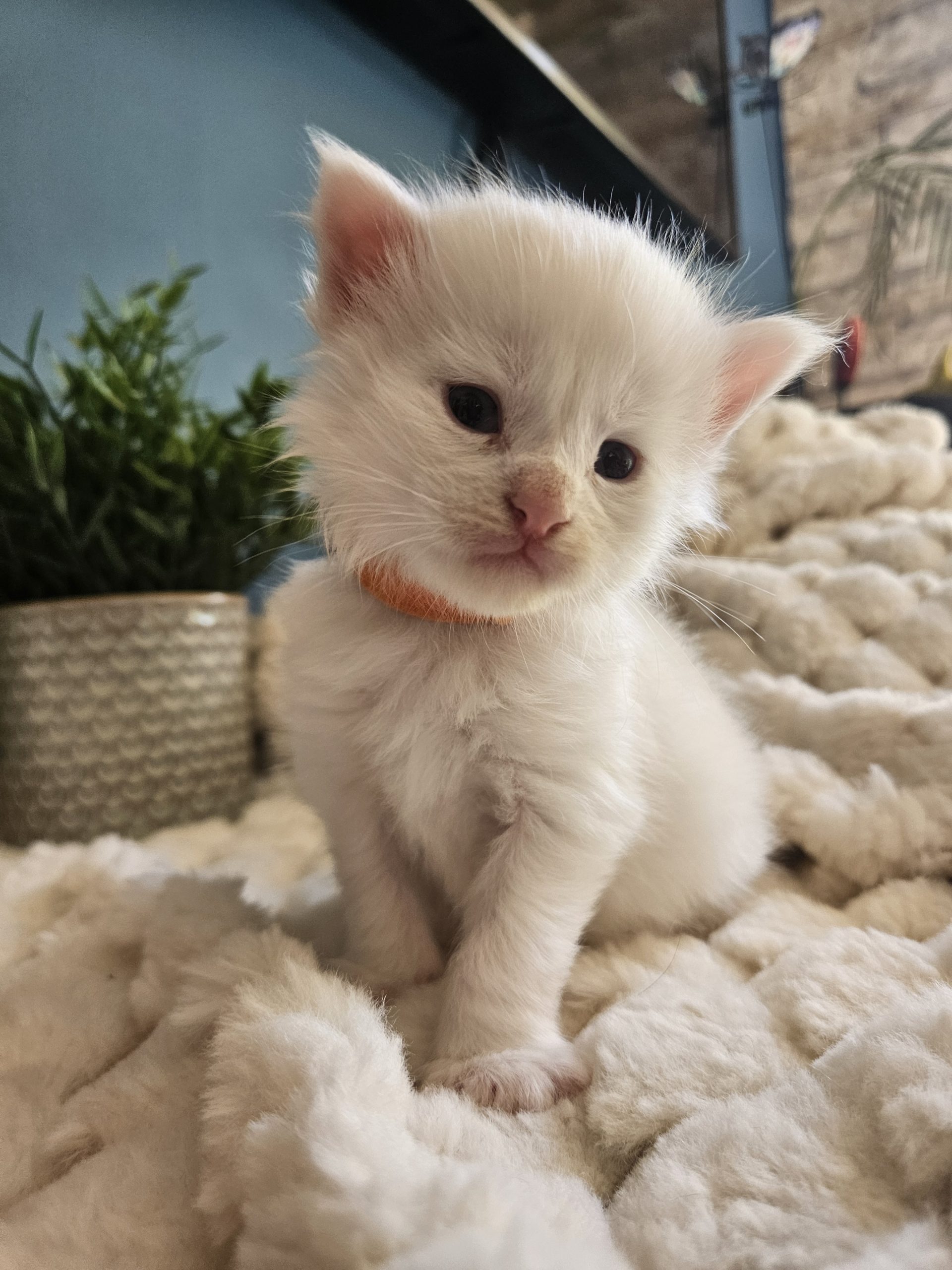 B1 de la Vallée Mystic Maine coon xxl Chatterie de la Vallée Mystic Chatterie de la Vallée Mystic, Quency, Zeus, Mirabelle , Zorya, Rosa blue, Luna, Kétrin , Ostara Facebook @Chatterie de la Vallée Mystic Insta #valléemystic TikTok @chatterie.vallee.mystic #tout le monde #mainecoonvalleemystic #mainecoonlife #mainecoonxxl #mainecooncattery #mainecoonsud #mainecoonfrance #mainecoonvar #mainecooncat #mainecoonbeauty #mainecoonkitten