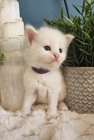 B12 de la Vallée Mystic Maine coon xxl Chatterie de la Vallée Mystic Chatterie de la Vallée Mystic, Quency, Zeus, Mirabelle , Zorya, Rosa blue, Luna, Kétrin , Ostara Facebook @Chatterie de la Vallée Mystic Insta #valléemystic TikTok @chatterie.vallee.mystic #tout le monde #mainecoonvalleemystic #mainecoonlife #mainecoonxxl #mainecooncattery #mainecoonsud #mainecoonfrance #mainecoonvar #mainecooncat #mainecoonbeauty #mainecoonkitten