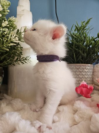 B12 de la Vallée Mystic Maine coon xxl Chatterie de la Vallée Mystic Chatterie de la Vallée Mystic, Quency, Zeus, Mirabelle , Zorya, Rosa blue, Luna, Kétrin , Ostara Facebook @Chatterie de la Vallée Mystic Insta #valléemystic TikTok @chatterie.vallee.mystic #tout le monde #mainecoonvalleemystic #mainecoonlife #mainecoonxxl #mainecooncattery #mainecoonsud #mainecoonfrance #mainecoonvar #mainecooncat #mainecoonbeauty #mainecoonkitten