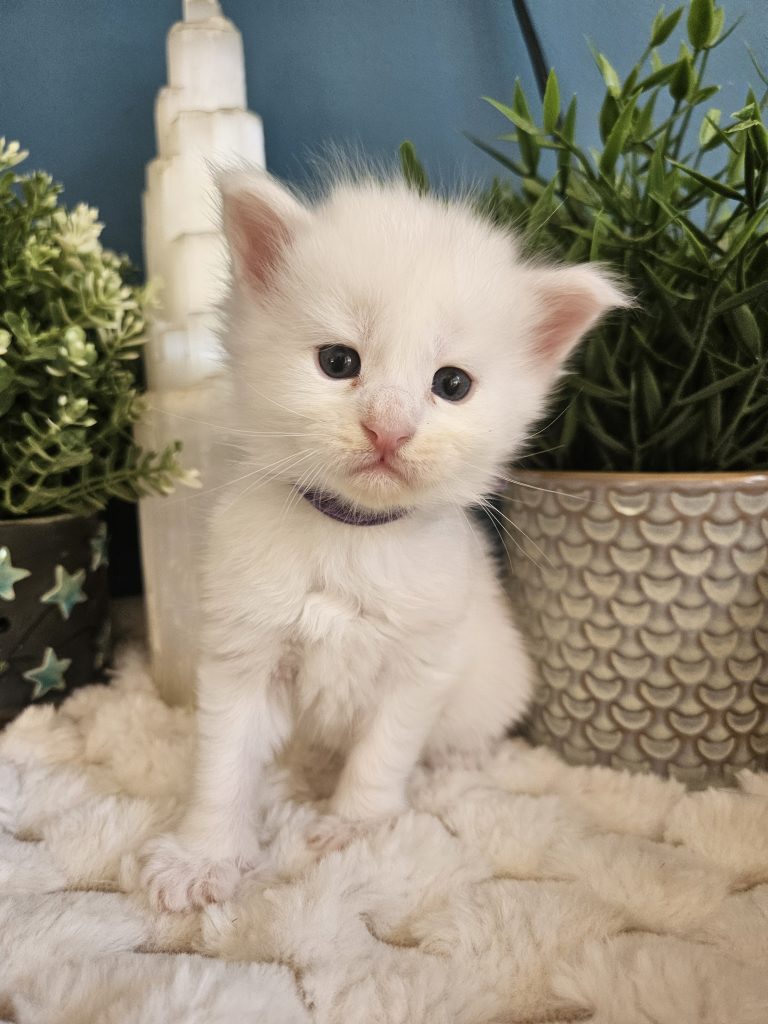 B12 de la Vallée Mystic Maine coon xxl Chatterie de la Vallée Mystic Chatterie de la Vallée Mystic, Quency, Zeus, Mirabelle , Zorya, Rosa blue, Luna, Kétrin , Ostara Facebook @Chatterie de la Vallée Mystic Insta #valléemystic TikTok @chatterie.vallee.mystic #tout le monde #mainecoonvalleemystic #mainecoonlife #mainecoonxxl #mainecooncattery #mainecoonsud #mainecoonfrance #mainecoonvar #mainecooncat #mainecoonbeauty #mainecoonkitten