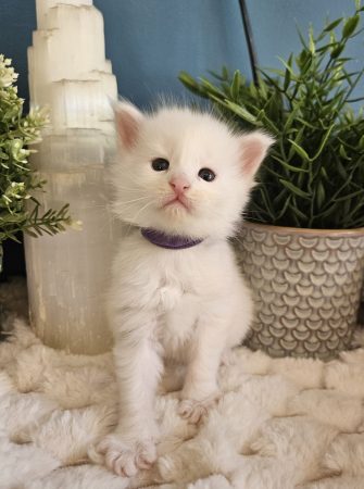 B12 de la Vallée Mystic Maine coon xxl Chatterie de la Vallée Mystic Chatterie de la Vallée Mystic, Quency, Zeus, Mirabelle , Zorya, Rosa blue, Luna, Kétrin , Ostara Facebook @Chatterie de la Vallée Mystic Insta #valléemystic TikTok @chatterie.vallee.mystic #tout le monde #mainecoonvalleemystic #mainecoonlife #mainecoonxxl #mainecooncattery #mainecoonsud #mainecoonfrance #mainecoonvar #mainecooncat #mainecoonbeauty #mainecoonkitten