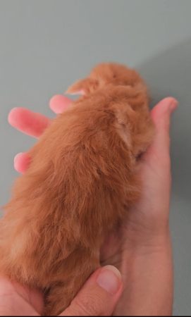 B2 de la Vallée Mystic Maine coon xxl Chatterie de la Vallée Mystic Chatterie de la Vallée Mystic, Quency, Zeus, Mirabelle , Zorya, Rosa blue, Luna, Kétrin , Ostara Facebook @Chatterie de la Vallée Mystic Insta #valléemystic TikTok @chatterie.vallee.mystic #tout le monde #mainecoonvalleemystic #mainecoonlife #mainecoonxxl #mainecooncattery #mainecoonsud #mainecoonfrance #mainecoonvar #mainecooncat #mainecoonbeauty #mainecoonkitten