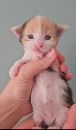 B8 de la Vallée Mystic Maine coon xxl Chatterie de la Vallée Mystic Chatterie de la Vallée Mystic, Quency, Zeus, Mirabelle , Zorya, Rosa blue, Luna, Kétrin , Ostara Facebook @Chatterie de la Vallée Mystic Insta #valléemystic TikTok @chatterie.vallee.mystic #tout le monde #mainecoonvalleemystic #mainecoonlife #mainecoonxxl #mainecooncattery #mainecoonsud #mainecoonfrance #mainecoonvar #mainecooncat #mainecoonbeauty #mainecoonkitten