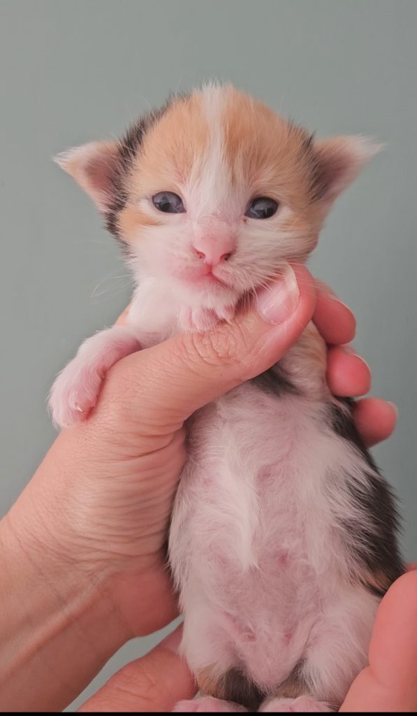 B8 de la Vallée Mystic Maine coon xxl Chatterie de la Vallée Mystic Chatterie de la Vallée Mystic, Quency, Zeus, Mirabelle , Zorya, Rosa blue, Luna, Kétrin , Ostara Facebook @Chatterie de la Vallée Mystic Insta #valléemystic TikTok @chatterie.vallee.mystic #tout le monde #mainecoonvalleemystic #mainecoonlife #mainecoonxxl #mainecooncattery #mainecoonsud #mainecoonfrance #mainecoonvar #mainecooncat #mainecoonbeauty #mainecoonkitten