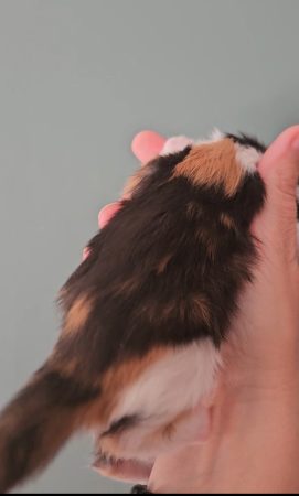 B8 de la Vallée Mystic Maine coon xxl Chatterie de la Vallée Mystic Chatterie de la Vallée Mystic, Quency, Zeus, Mirabelle , Zorya, Rosa blue, Luna, Kétrin , Ostara Facebook @Chatterie de la Vallée Mystic Insta #valléemystic TikTok @chatterie.vallee.mystic #tout le monde #mainecoonvalleemystic #mainecoonlife #mainecoonxxl #mainecooncattery #mainecoonsud #mainecoonfrance #mainecoonvar #mainecooncat #mainecoonbeauty #mainecoonkitten