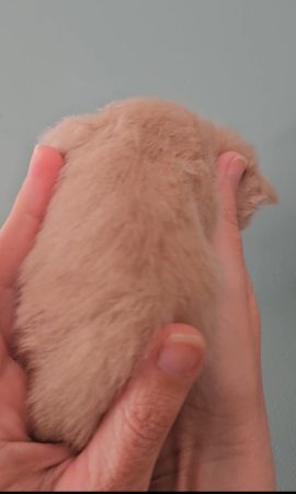 B11 de la Vallée Mystic Maine coon xxl Chatterie de la Vallée Mystic Chatterie de la Vallée Mystic, Quency, Zeus, Mirabelle , Zorya, Rosa blue, Luna, Kétrin , Ostara Facebook @Chatterie de la Vallée Mystic Insta #valléemystic TikTok @chatterie.vallee.mystic #tout le monde #mainecoonvalleemystic #mainecoonlife #mainecoonxxl #mainecooncattery #mainecoonsud #mainecoonfrance #mainecoonvar #mainecooncat #mainecoonbeauty #mainecoonkitten