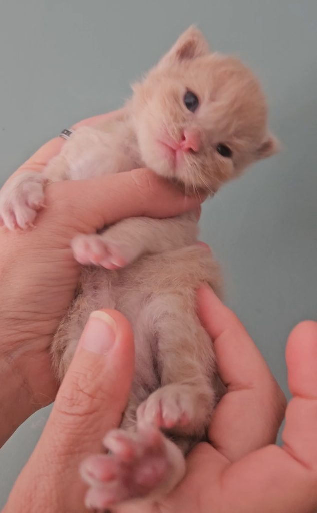 B11 de la Vallée Mystic Maine coon xxl Chatterie de la Vallée Mystic Chatterie de la Vallée Mystic, Quency, Zeus, Mirabelle , Zorya, Rosa blue, Luna, Kétrin , Ostara Facebook @Chatterie de la Vallée Mystic Insta #valléemystic TikTok @chatterie.vallee.mystic #tout le monde #mainecoonvalleemystic #mainecoonlife #mainecoonxxl #mainecooncattery #mainecoonsud #mainecoonfrance #mainecoonvar #mainecooncat #mainecoonbeauty #mainecoonkitten