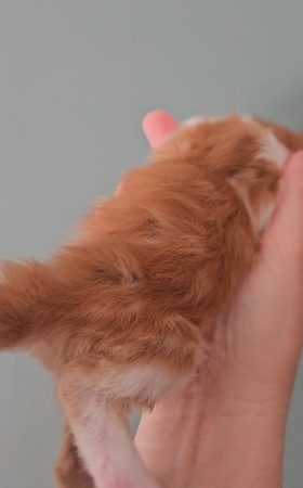 B6 de la Vallée Mystic Maine coon xxl Chatterie de la Vallée Mystic Chatterie de la Vallée Mystic, Quency, Zeus, Mirabelle , Zorya, Rosa blue, Luna, Kétrin , Ostara Facebook @Chatterie de la Vallée Mystic Insta #valléemystic TikTok @chatterie.vallee.mystic #tout le monde #mainecoonvalleemystic #mainecoonlife #mainecoonxxl #mainecooncattery #mainecoonsud #mainecoonfrance #mainecoonvar #mainecooncat #mainecoonbeauty #mainecoonkitten