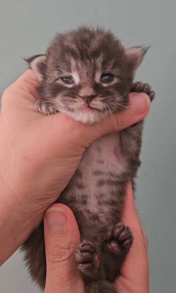 B10 de la Vallée Mystic Maine coon xxl Chatterie de la Vallée Mystic Chatterie de la Vallée Mystic, Quency, Zeus, Mirabelle , Zorya, Rosa blue, Luna, Kétrin , Ostara Facebook @Chatterie de la Vallée Mystic Insta #valléemystic TikTok @chatterie.vallee.mystic #tout le monde #mainecoonvalleemystic #mainecoonlife #mainecoonxxl #mainecooncattery #mainecoonsud #mainecoonfrance #mainecoonvar #mainecooncat #mainecoonbeauty #mainecoonkitten