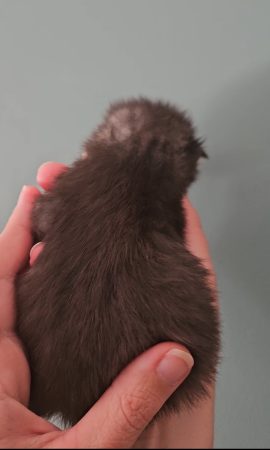 B10 de la Vallée Mystic Maine coon xxl Chatterie de la Vallée Mystic Chatterie de la Vallée Mystic, Quency, Zeus, Mirabelle , Zorya, Rosa blue, Luna, Kétrin , Ostara Facebook @Chatterie de la Vallée Mystic Insta #valléemystic TikTok @chatterie.vallee.mystic #tout le monde #mainecoonvalleemystic #mainecoonlife #mainecoonxxl #mainecooncattery #mainecoonsud #mainecoonfrance #mainecoonvar #mainecooncat #mainecoonbeauty #mainecoonkitten